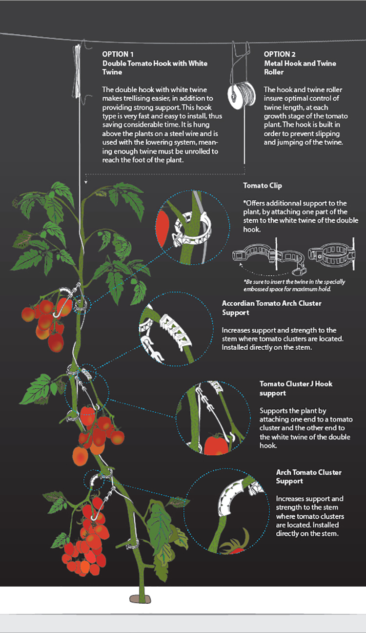 Clips A Tomate Illustration Ang