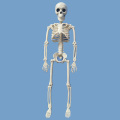 Active Human Model skeleto Anatomy Skeleton Skeleton Model Medical Learning Halloween Party Decoration Skeleton Art Sketch 1 Pcs