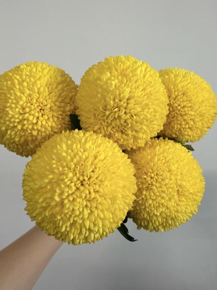 Yellow Ping Pong Chrysanthemum