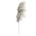 1pc Natural Phragmites Dried Flower Pampas Grass Reed Dried Flowers Bunch Bouquet Artificial Plants DIY Wedding Party Decor