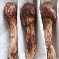 1000g Wholesale Tricholoma matsutake extract 20:1 powder,Matsutake powder for anti-cancer ,protect the human heart