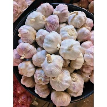 Premium Selected Purple Skinned Garlic