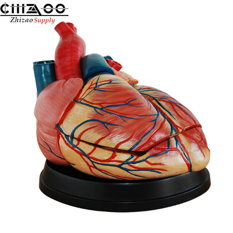Medical Science Jumbo Human Heart Anatomical Model