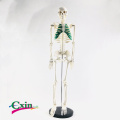 85CM human bone green sternum model yoga medical teaching