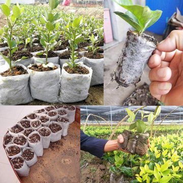 100pcs Biodegradable Seed Starter Bags Breathable Plant Nursing Growing Pouch Vegetable Flower Plant Grow Bag,8x10cm