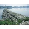 Best sale Sack Gabion