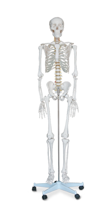Life-size Human Skeleton
