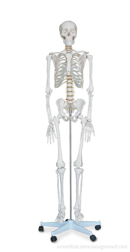 Life-Size Human Skeleton Model