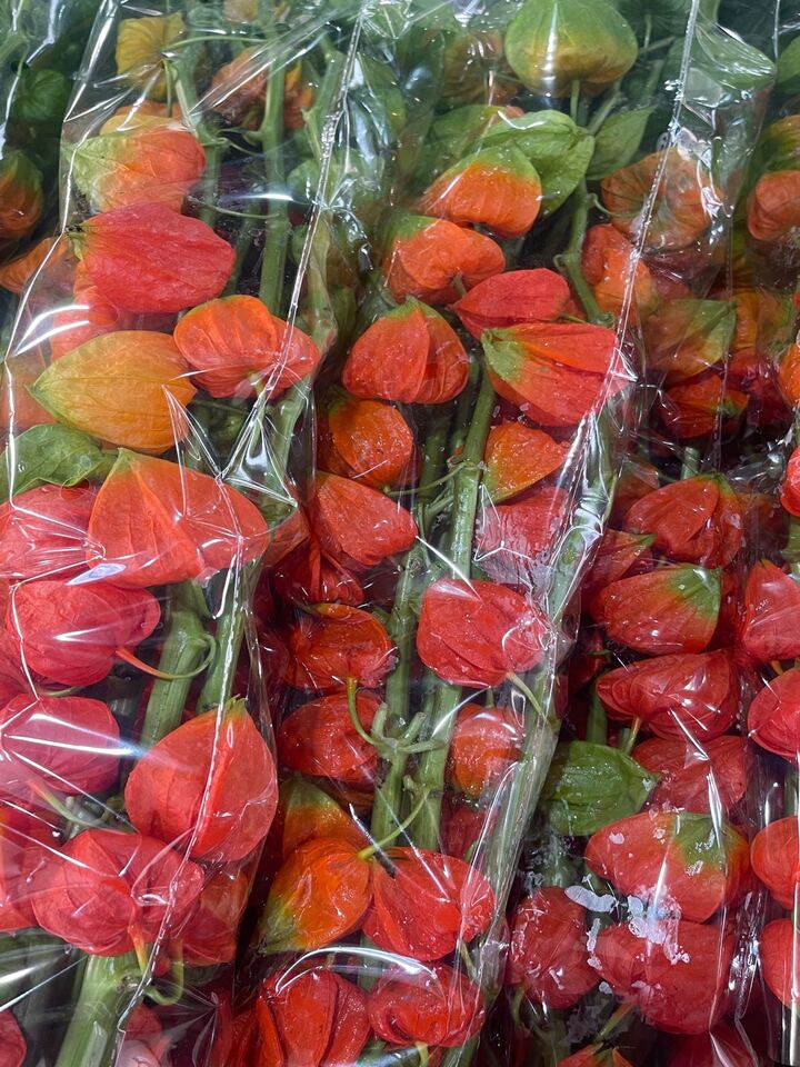Physalis alkekengi