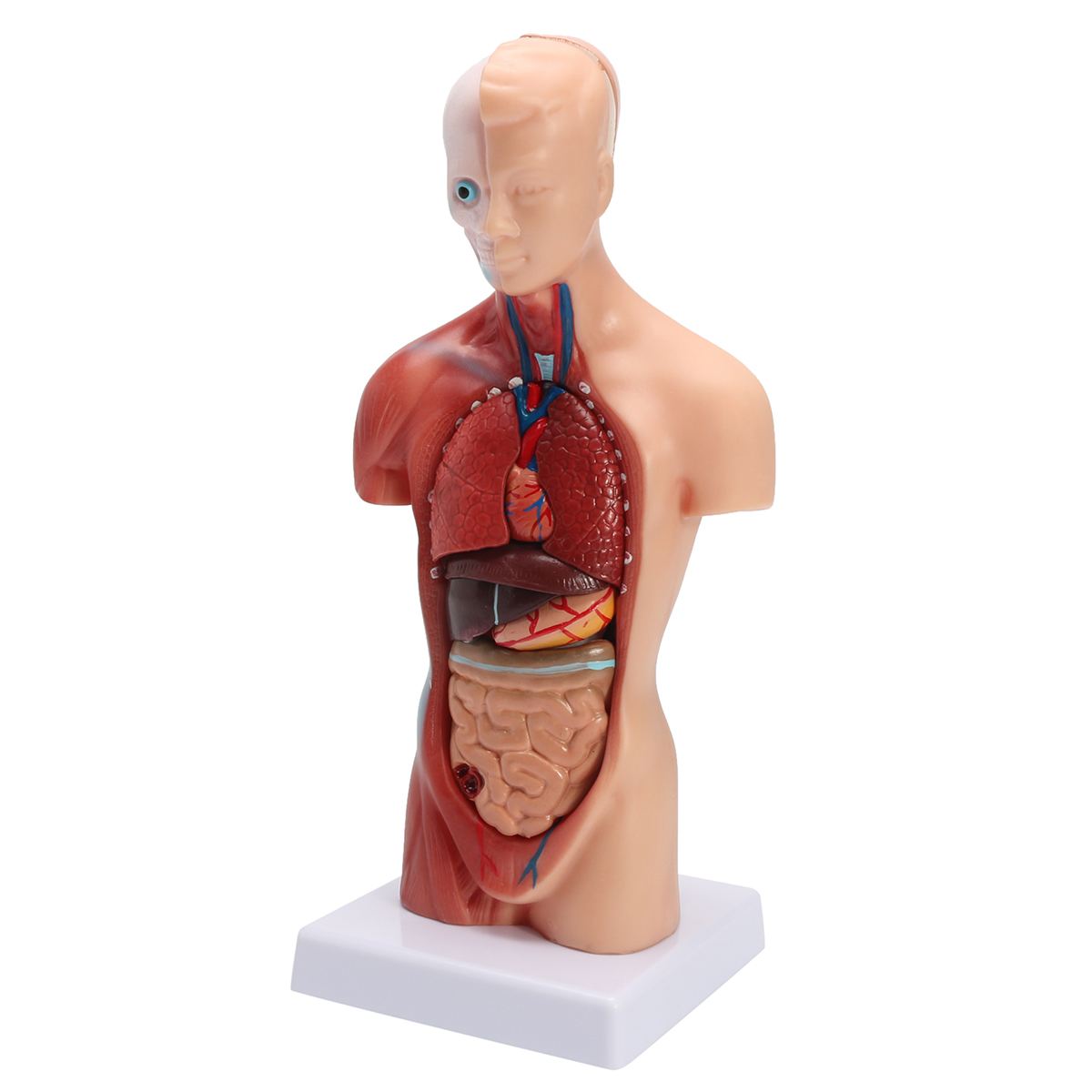 Human Torso Body Model Anatomy Anatomical Medical Internal Organs For Teaching Detachable Educational Medical Science Model New