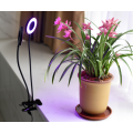 Home Office Grow Light With Clamp 40W