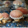 Natural wild Mushroom Excellent quality no additions dible Fungi Mushrooms Dried Shiitake Mushroom Dried Mushrooms Free shippin