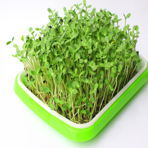 Seed Sprouter Tray Soil-free tray Manufacturers and Seed Sprouter Tray Soil-free tray Suppliers