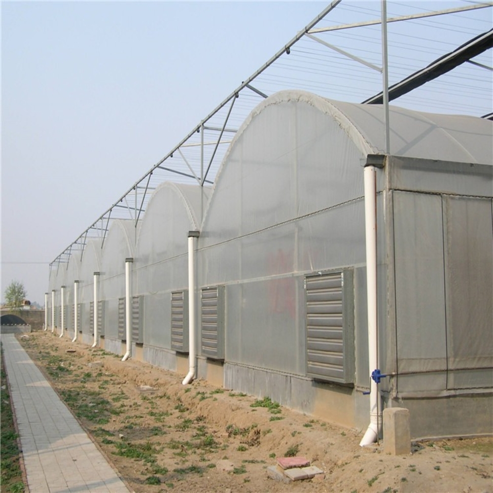 Film Multi-span Greenhouse