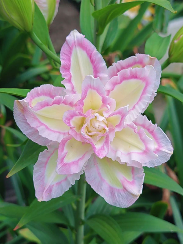 Lucky Angel Double Oriental Lily2