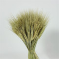 100pcs/pack Green color wheat ears flower natural dried flowers home decor wheat bouquet