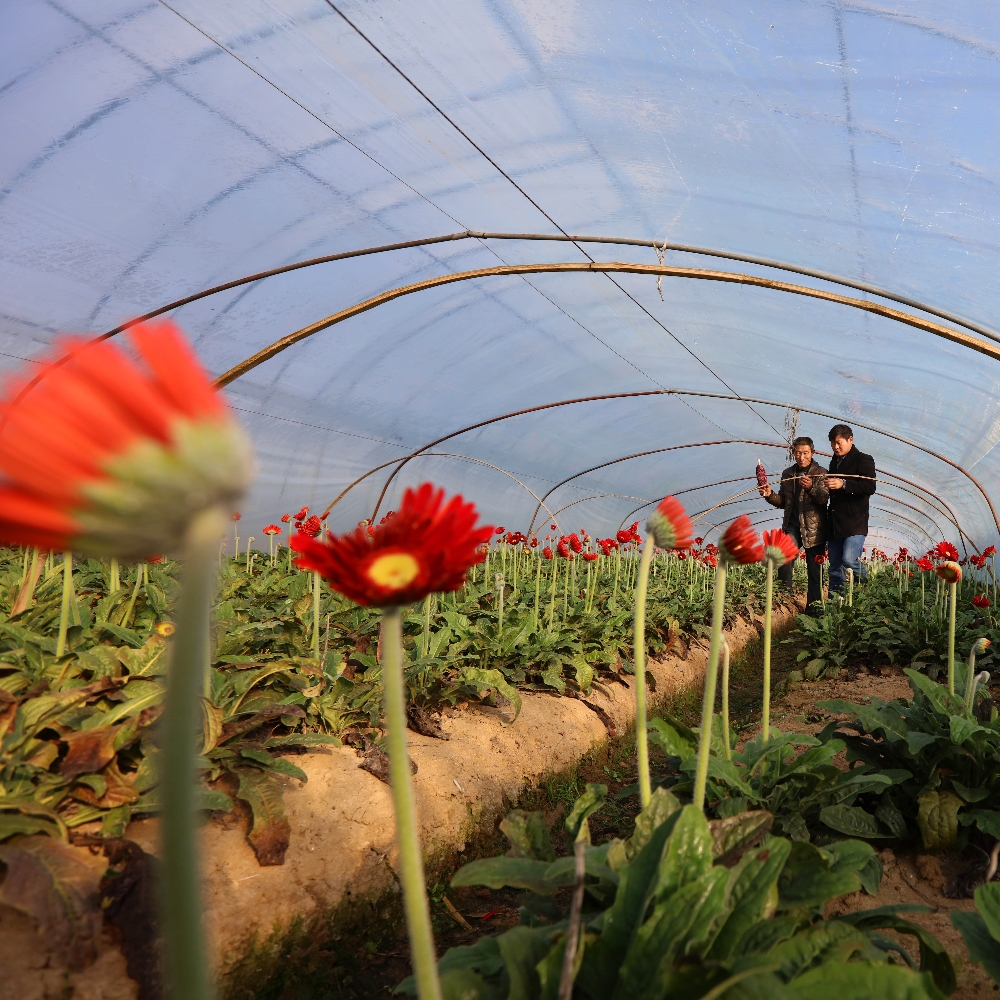 Single Greenhouse for Flower Planting