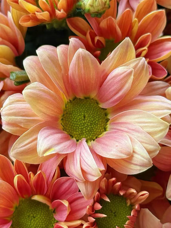 Champagne Salmon chrysanthemum4