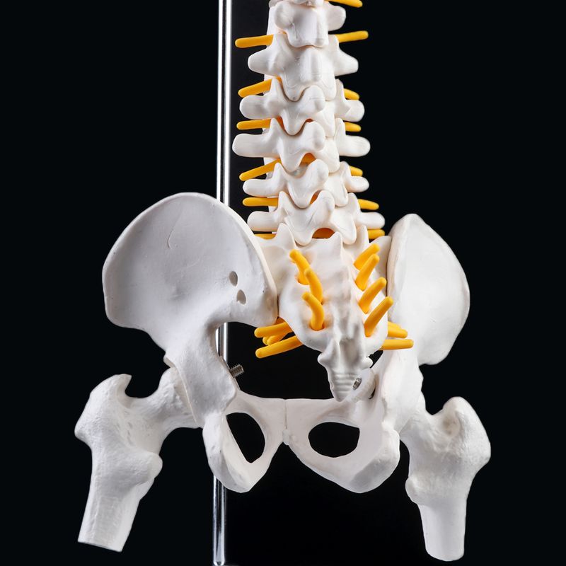 2019 NEW 45cm Flexible Human Spinal Column Vertebral Lumbar Curve Anatomical Model Anatomy Spine Medical Teaching Tool