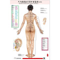 HD Bilingual Female Standard Meridian Points of Human Wall Charts 3X (Front Side Back) Chinese and English for Self Care