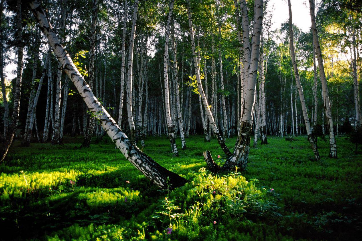 Birch Tree