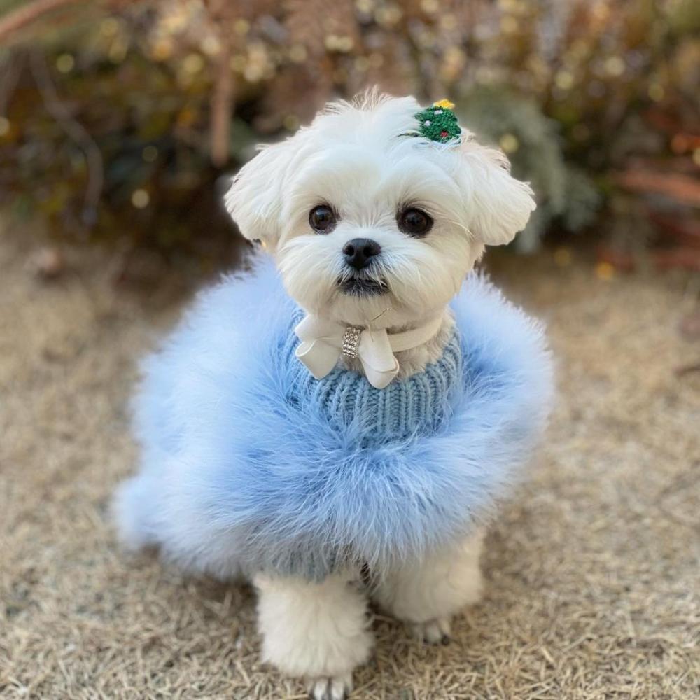 Comfortable And Cute Blue Pet Sweaters