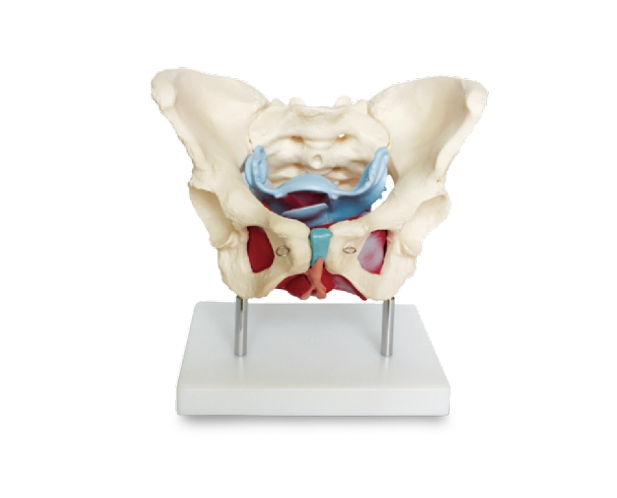 Female Pelvis Muscles and Organs