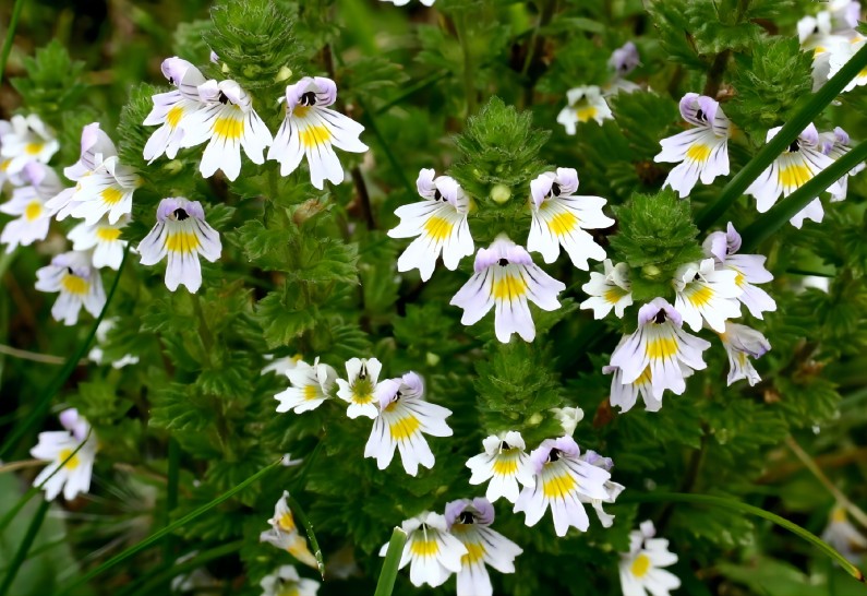 Plant of Eyebright