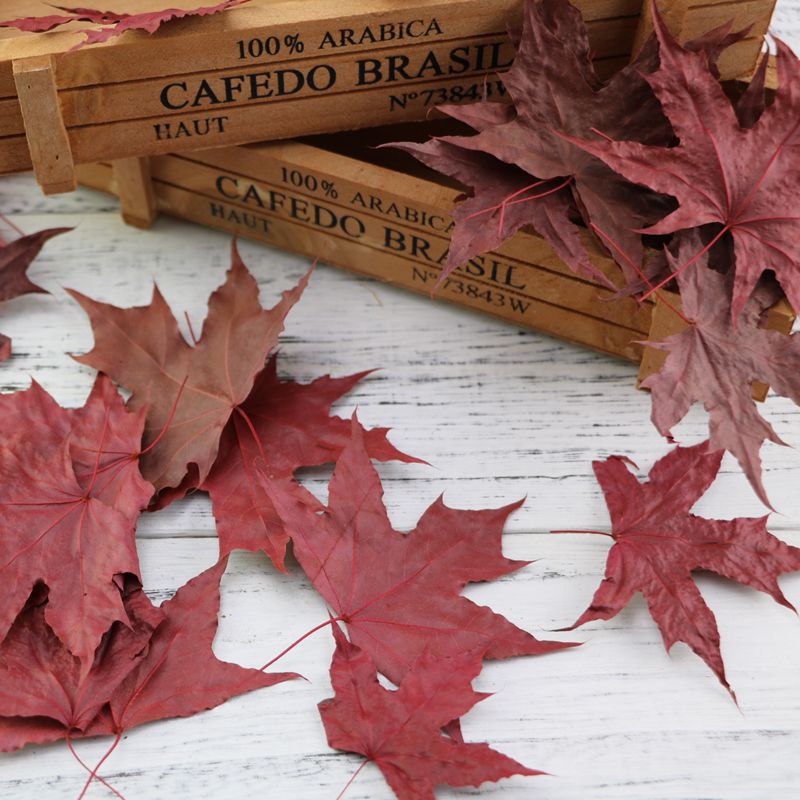 10Pcs/Set Natural Maple Leaf Autumn Fall Foliage Red Green Bookmark Dry Leaves for Photography Props Photo Studio Accessories