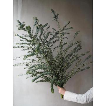 Small Leaf Eucalyptus Bunches Multi-Branched for Florists