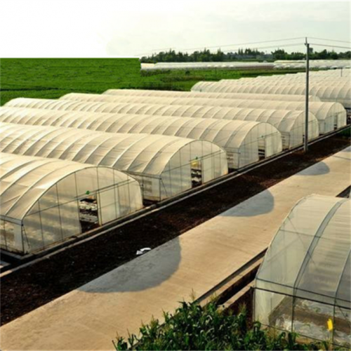 Agriculture Single Tunnel Plastic Film Greenhouse Manufacturers and Agriculture Single Tunnel Plastic Film Greenhouse Suppliers