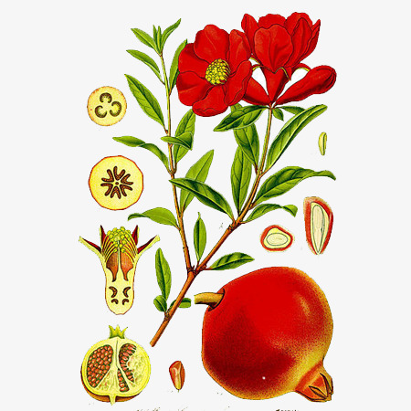 Pomegranate Extract Powder
