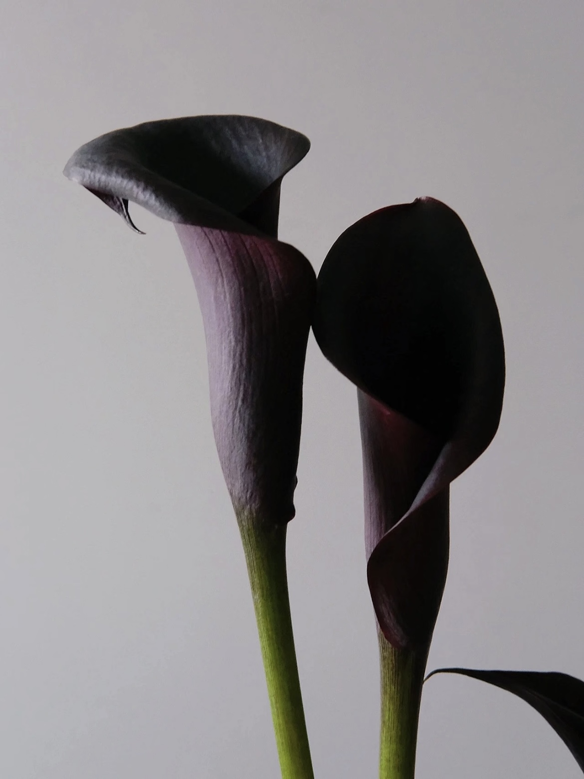 fresh cut of black calla lily2