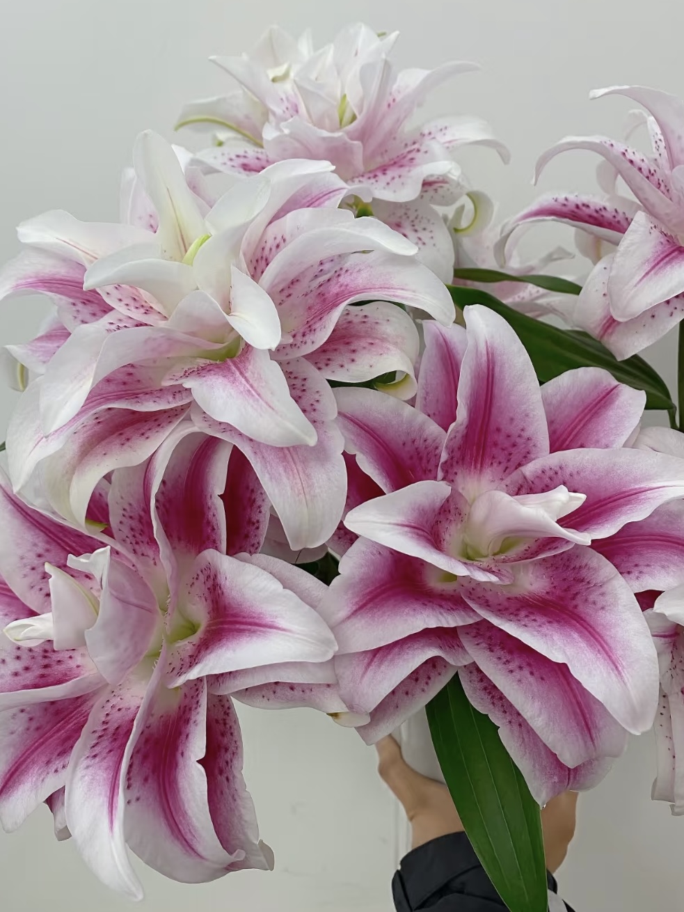 Magic Fairy Double Lily1