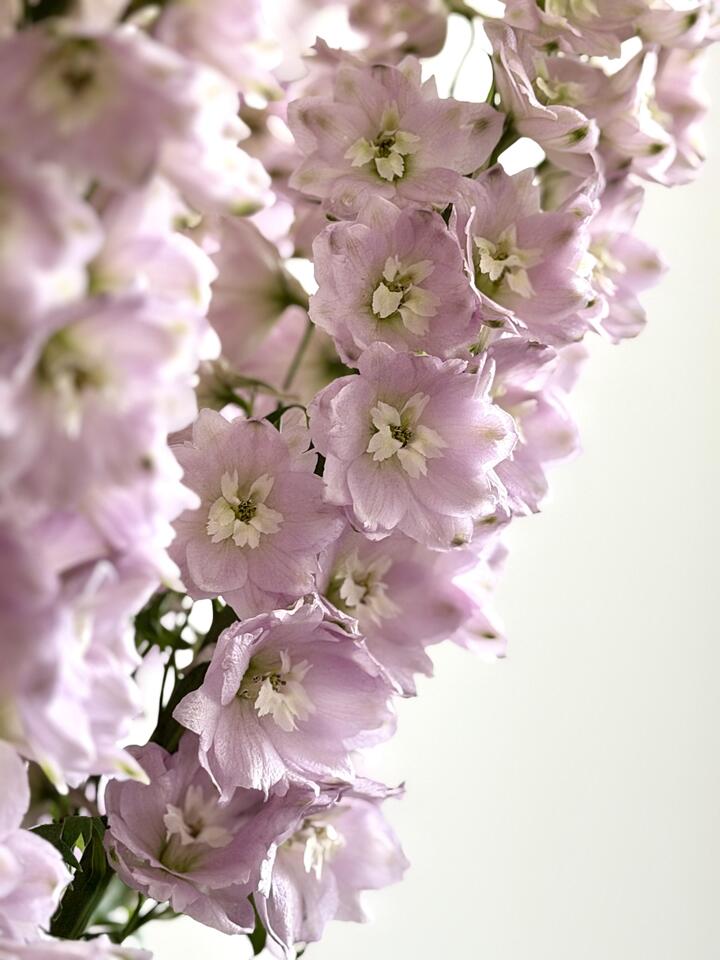 Pink Delphinium
