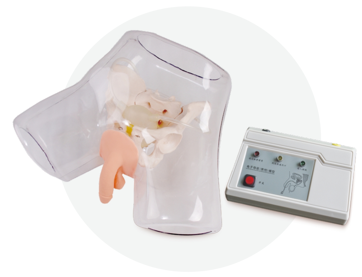 Electronic Transparent Male Catheterization Model