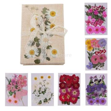 Lots Mixed Real Pressed Flower Dried Flowers Scrapbooking Phone Cover Crafts Natural Pressed Dried Flowers DIY Art Crafts
