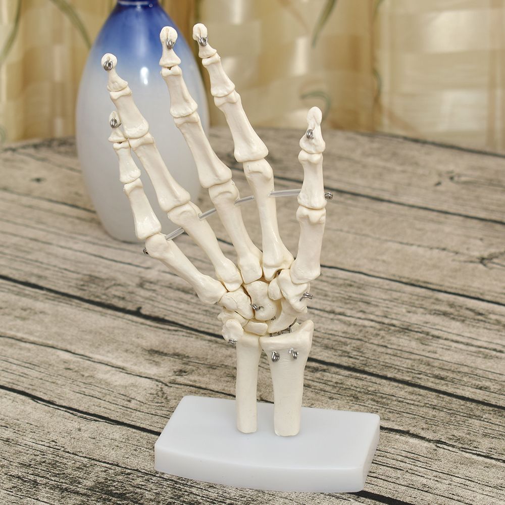 Human Hand Joint Anatomical Skeleton Model Medical Science Health Life