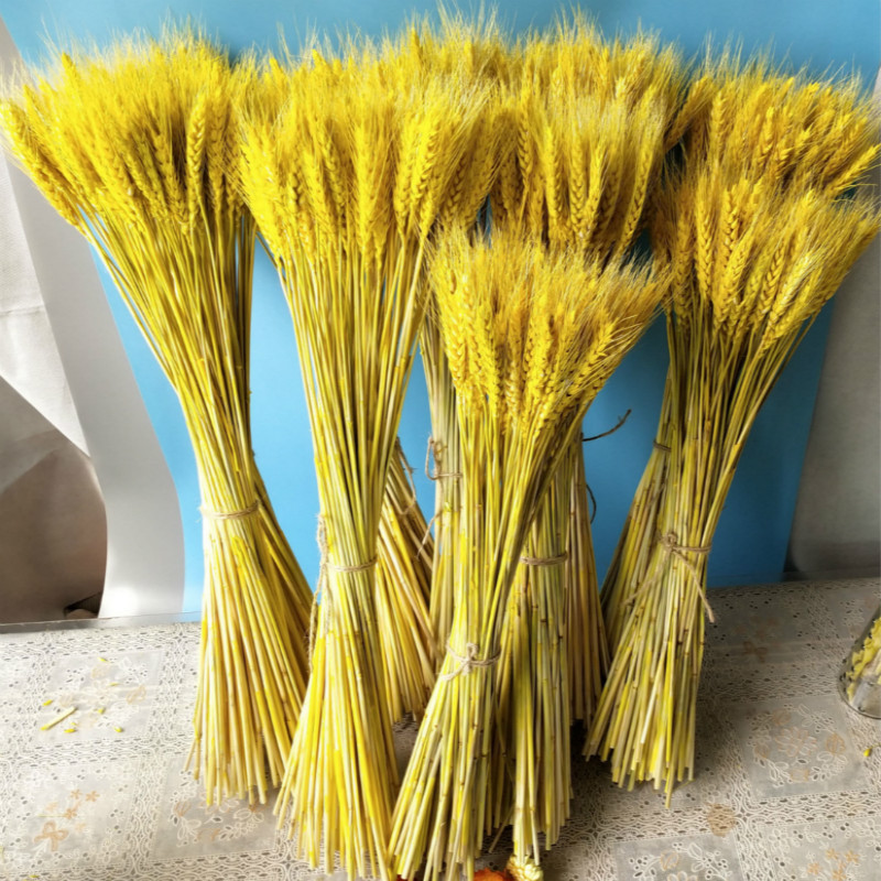 50pcs/100pcs Wheat Autumn Decoration Pampas Grass Craft Flowers Dried Flowers for Wedding Decoration Wheat