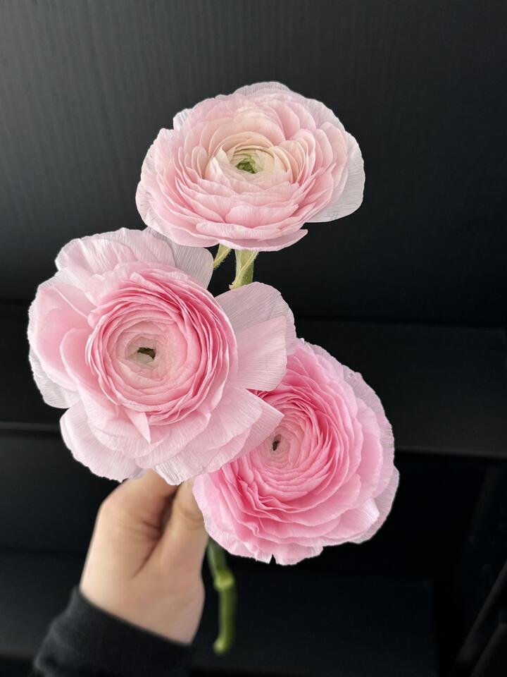 Pink Ranunculus