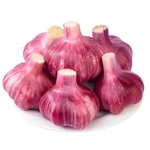 Year-round supply of high-quality purple garlic cloves