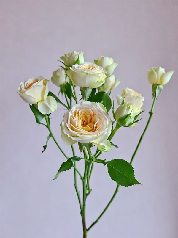 Spray rose Butter Cup