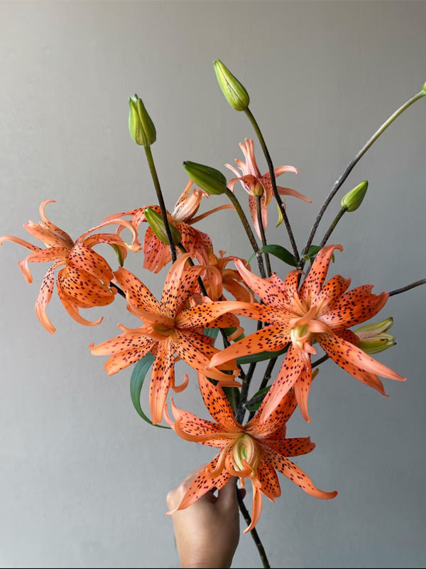 Tiger Baby  spray Lily4