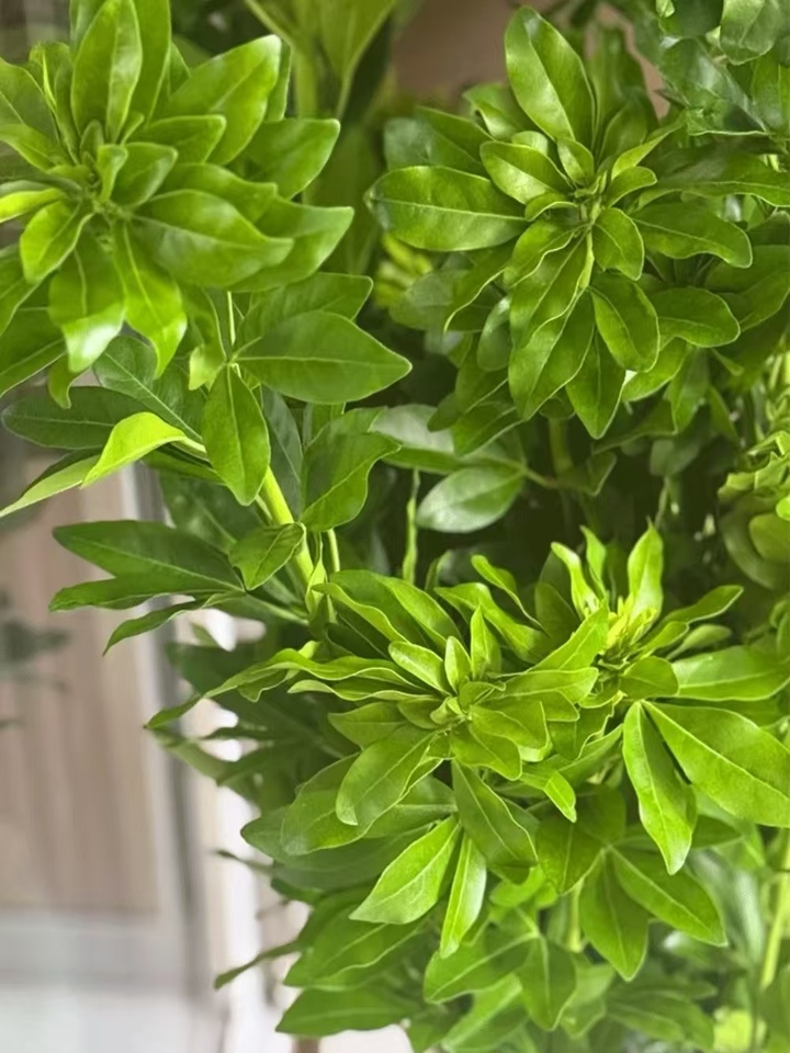 Choisya ternata