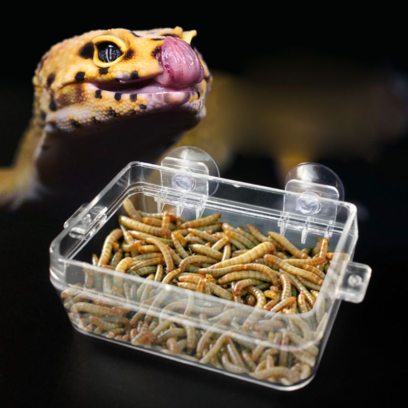 Reptile Food Bowl Anti-escape Turtle Lizard Worm Food Container -HJI