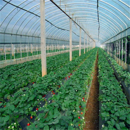 Economic PE Film Horticultural Greenhouse Manufacturers and Economic PE Film Horticultural Greenhouse Suppliers