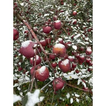 Fresh Zhaotong Apples Delivered Direct from Yunnan