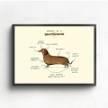GX1362 Anatomy of Dachshund Chart Dog Animal Oil Painting Poster Prints Canvas Wall Picture For Home Room Decor