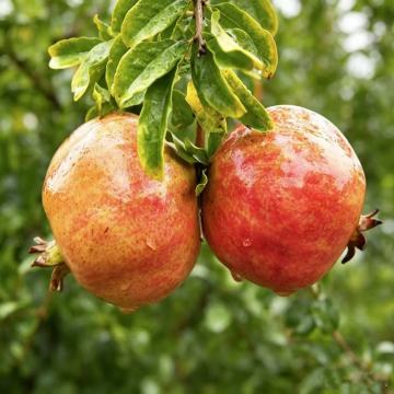 Fresh Pomegranate Fruit Fresh from the Farm
