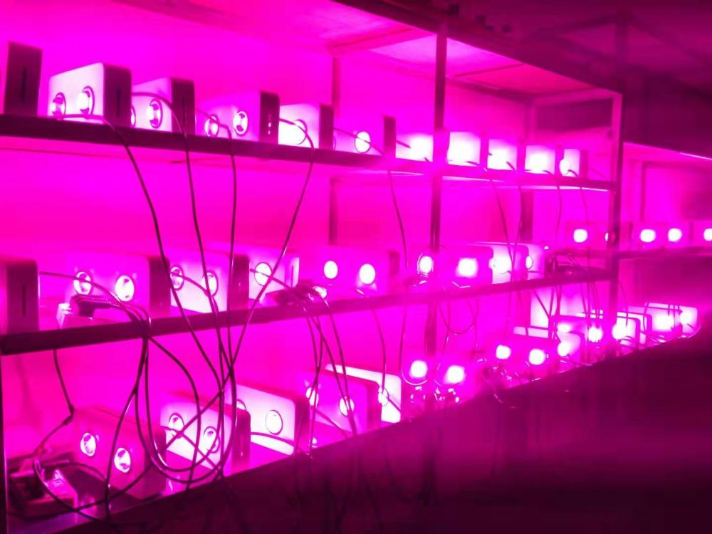 Factory direct 300W High Power LED Grow Lights